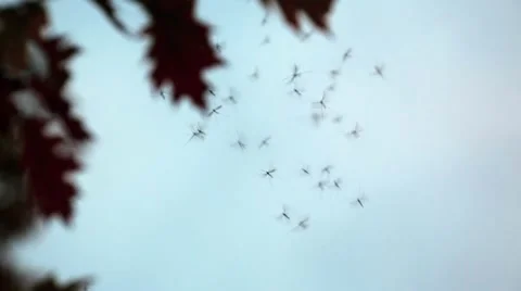 Mosquitos Stock Footage 12389829