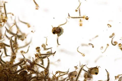 Mosquito's larva in water Stock Photos