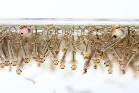 Mosquito's larva in water Stock Photos