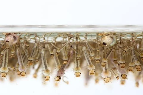 Mosquito's larva in water Stock Photos