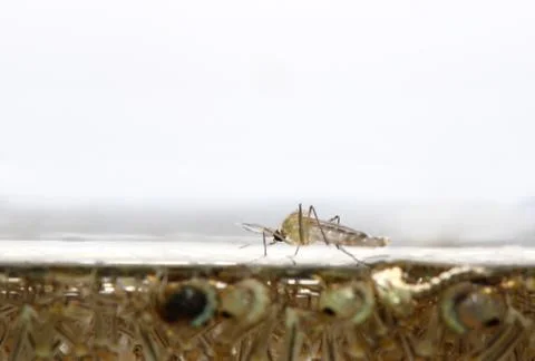 Mosquito's larva in water. Stock Photos