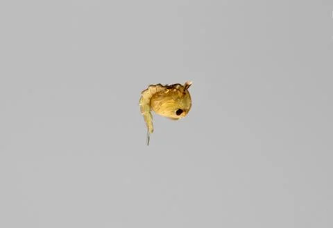 Mosquito's larva in water. Stock Photos