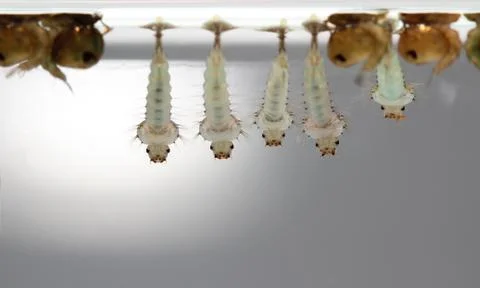 Mosquito's larva in water. Stock Photos