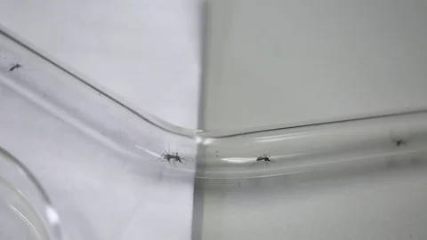 Mosquitos make their way around in a small glass tube in a close up Stock Footage 76203895