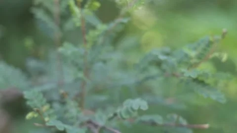 Mosquitos Pattern Flight Stock Footage 130409589