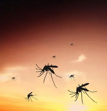 Mosquitos Stock Photos