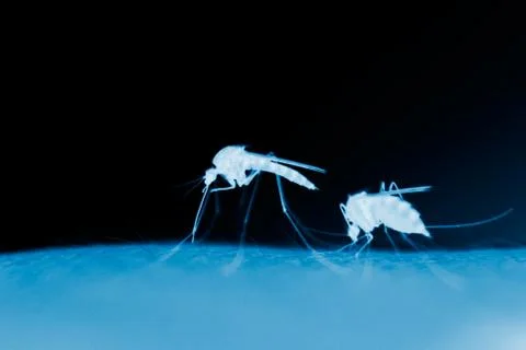 Mosquitos Stock Photos