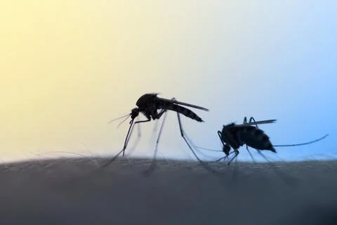 Mosquitos Stock Photos
