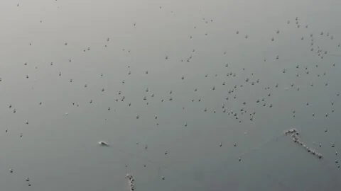 Mosquitos in pond water Video stock 290928862