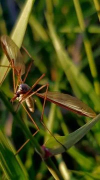 Mosquito's rest Stock Photos