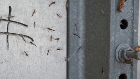 Mosquitos in Spiderweb Stock Footage 106950954