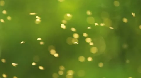 Mosquitos at summer Stock Footage 10578404