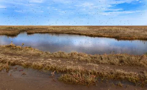 Mosquito's swarming Stock Photos