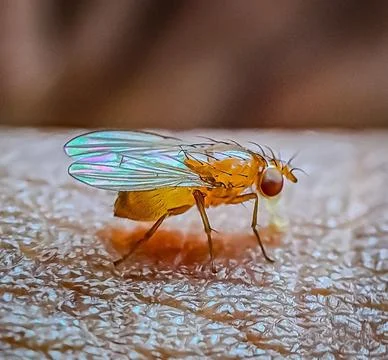 Mosqutor 2 Stock Photos