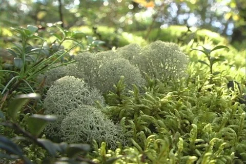 Moss 1 Stock Footage 510173