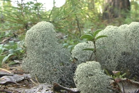 Moss 2 Stock Footage 510171