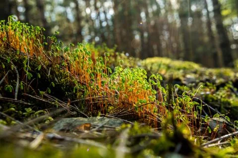 Moss 2 Stock Photos