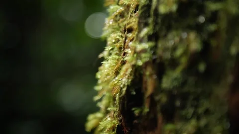 Moss 61 Stock Footage 155494979