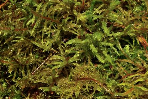 Moss after the rain Stock Photos