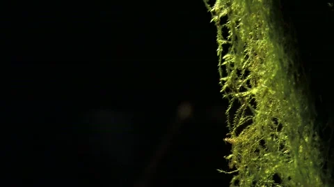 Moss against the Sun Stock Footage 754193