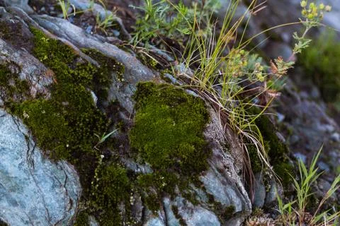 Moss on Altai rock Stock Photos