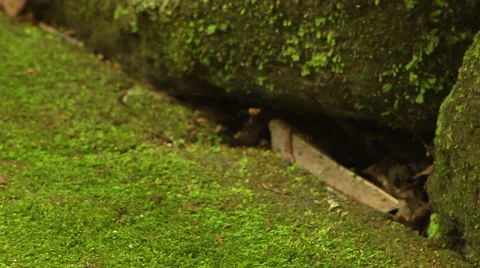 Moss on ancient rocks in the forest Stock Footage 41379244