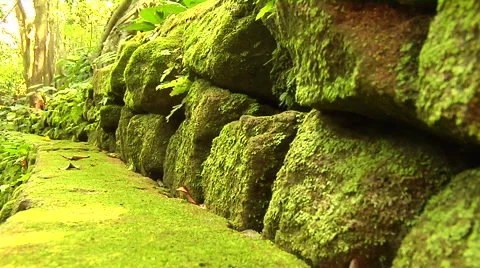 Moss on ancient rocks in the rain forest in Bali Stock Footage 41379270