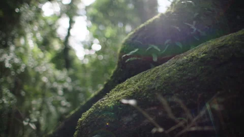 Moss in ancient tree Rainforest, Australia, QLD, Gondwana, Springbrook Stock Footage 236536768