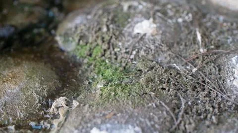 Moss and Algae Growing on Stone With Standing Water Texture Foto stock