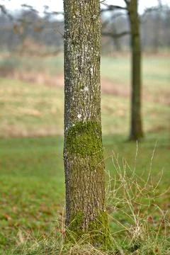 Moss and algae growing on a white ash tree trunk in a park or forest outdoors Foto stock