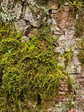 Moss and Bark Textures Stock Photos