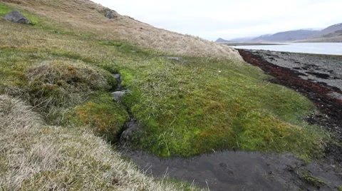 Moss and beach Video stock 7668360