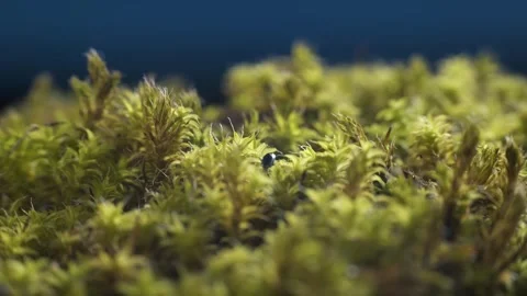 Moss and a black beetle crawling on it. Macro shot. Montage. Stock Footage 293930889