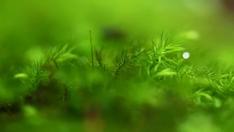 Moss and blurred insect background. Stock Footage 77415243
