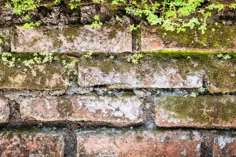 Moss and bricks, texture background Stock Photos