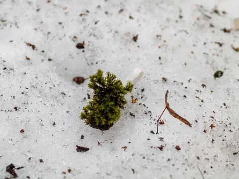 Moss and cigarette butt lying on the snow Stock Photos