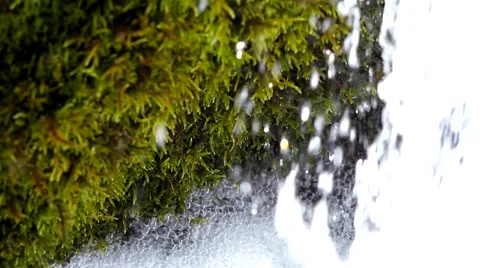Moss and creek. Stock Footage 40414171