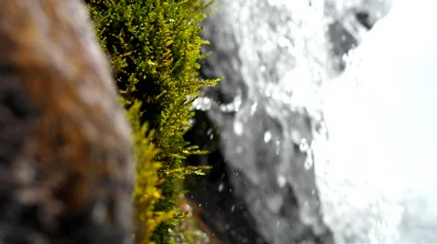 Moss and creek. Stock Footage 40414209