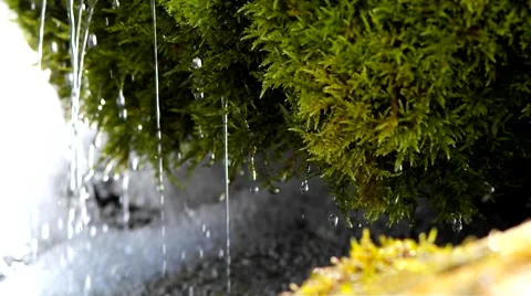 Moss and creek. Stock Footage 40414237