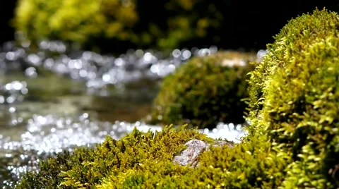 Moss and creek. Stock Footage 40414267