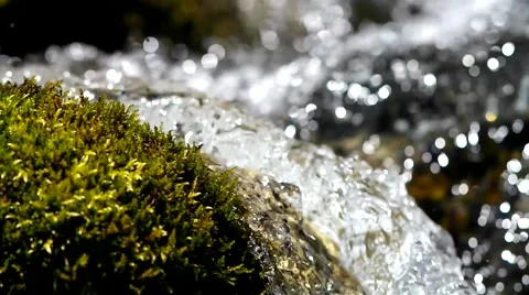 Moss and creek. Stock Footage 40414279