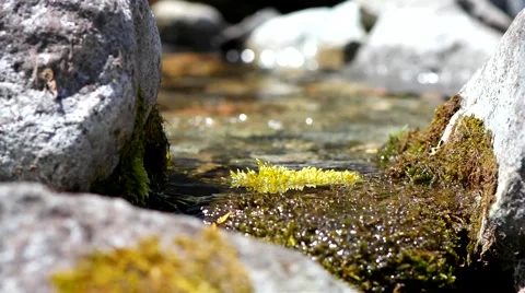 Moss and creek. Stock Footage 40414294