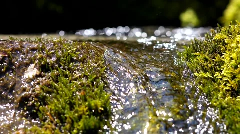 Moss and creek. Stock Footage 40414310