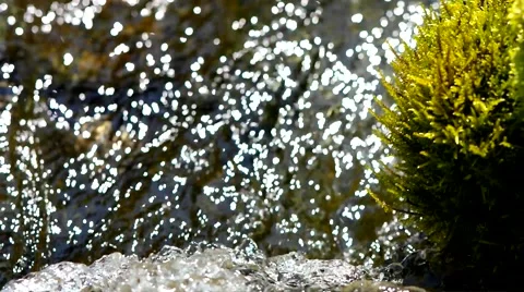 Moss and creek. Stock Footage 40414316