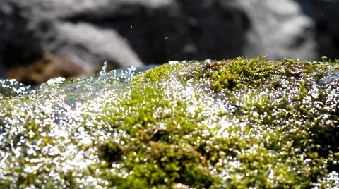 Moss and creek. Stock Footage 40414328