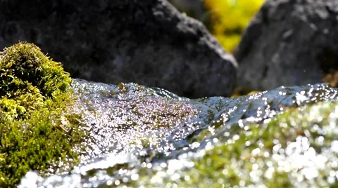 Moss and creek. Stock Footage 40414335