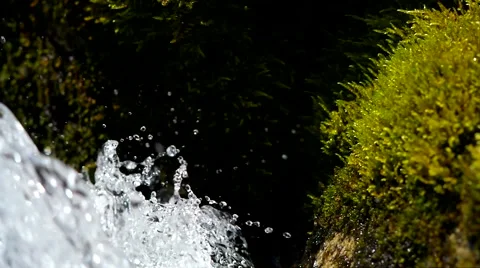 Moss and creek. Stock Footage 40414380