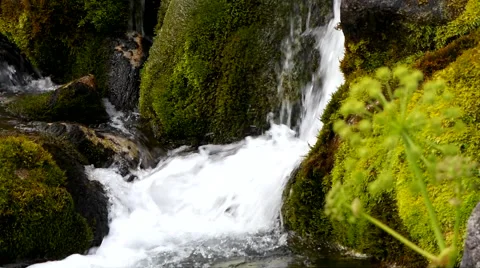 Moss and creek. Stock Footage 40414450