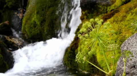 Moss and creek. Stock Footage 40414453