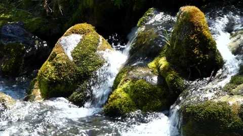 Moss and creek. Stock Footage 40416710